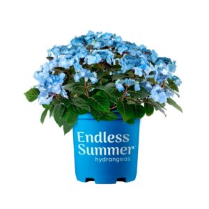 endless-summer-hydrangea-pop-star-live-shrub-2-gallon